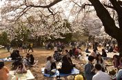  Viral Video Turis Indonesia Rusak Pohon Sakura di Jepang, Ini Etikanya