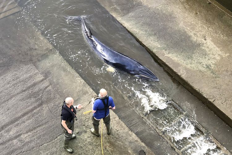 Paus Minke muda yang terjebak di Richmond Lock, London, Minggu (9/5/2021), setelah terdampar di Sungai Thames di barat daya London. 