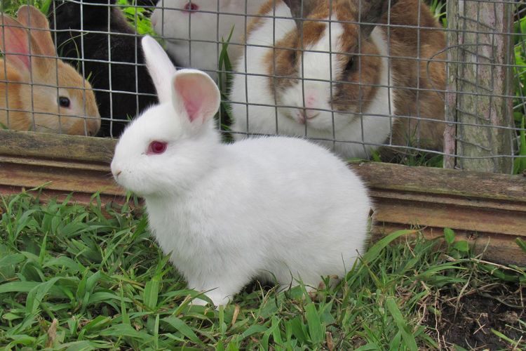 Ilustrasi kelinci peliharaan, kandang kelinci. 