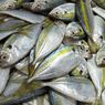 Jenis Ikan yang Termasuk Makanan Mengandung Omega 3 Tinggi, Selain Salmon