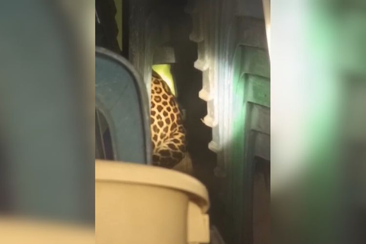Dosen UGM Jelaskan Bagaimana Macan Tutul Bisa Nyasar ke Kantor Eks Balai Desa Kuningan