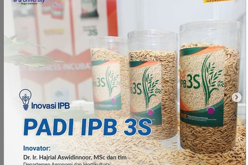 6 Keunggulan Varietas Padi IPB 3S, Pulen dan Tahan Penyakit