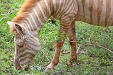 Langka, Zebra Pirang Tertangkap Kamera Berkeliaran di Afrika