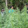 Ada Ladang Ganja di Semeru, DPRD Lumajang Desak TNBTS Bertanggung Jawab