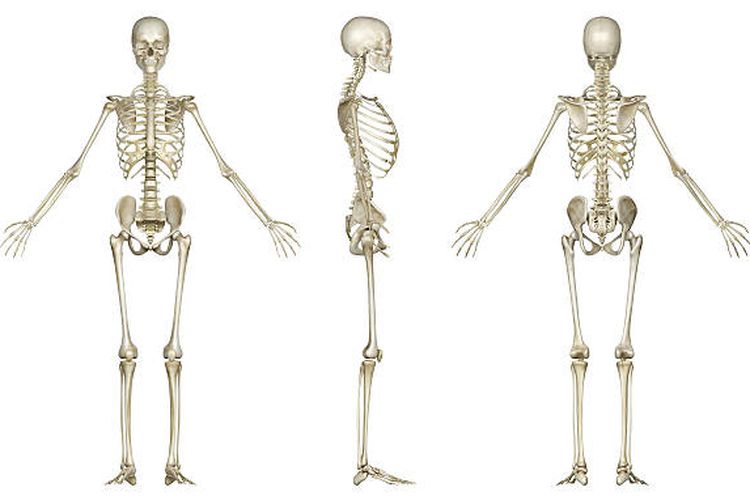 ilustrasi struktur tulang manusia.