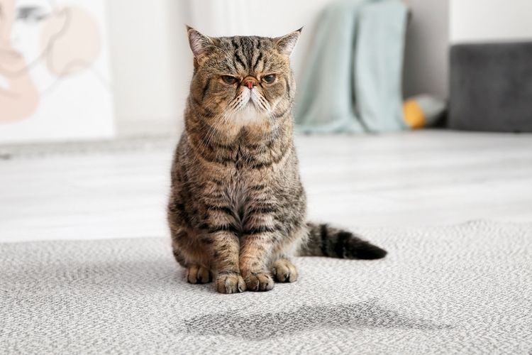 Ilustrasi kucing kencing di karpet, urine kucing di karpet. 