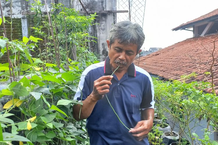 Kisah Daliman di Yogyakarta, Sulap Rumahnya Jadi Kebun Sayur dan Kandang Ayam di Tengah Permukiman Padat