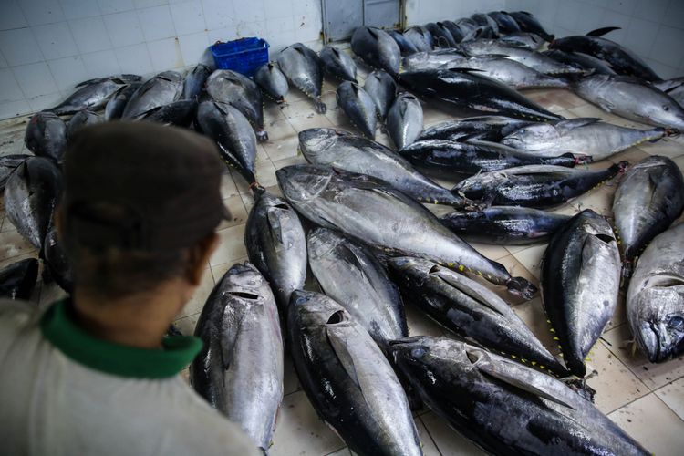 Pekerja melakukan pembersihan dan penentuan kualitas ikan tuna di Pelabuhan Muara Baru, Penjaringan, Jakarta Utara, Selasa (4/12/2018). Volume ekspor tuna Indonesia seperti dikutip dari data Kementerian Kelautan dan Perikanan, mencapai 198.131 ton dengan nilai 659,99 juta dollar AS pada tahun 2017.