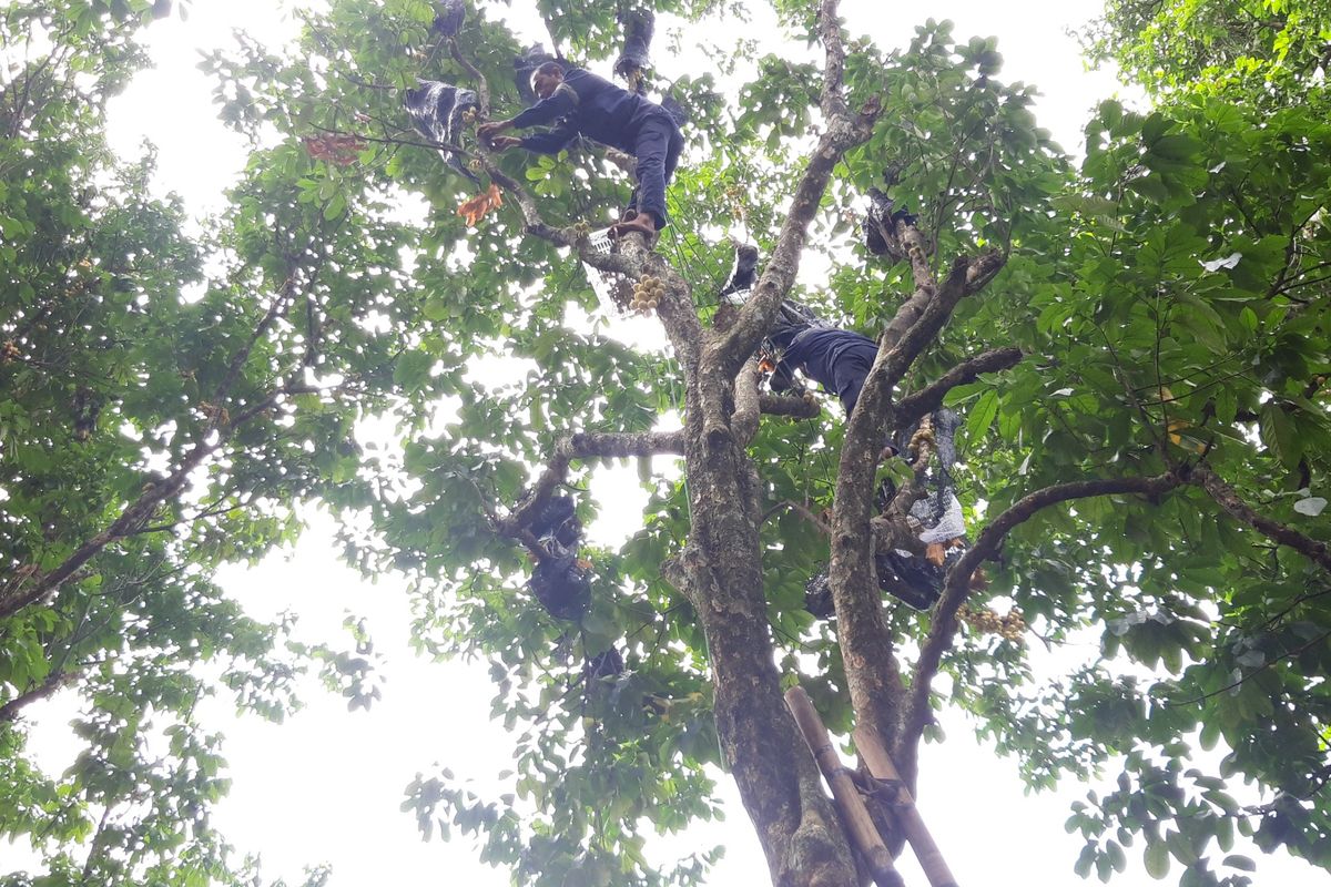 Pohon duku berusia 100 tahun di Cagar Buah Condet