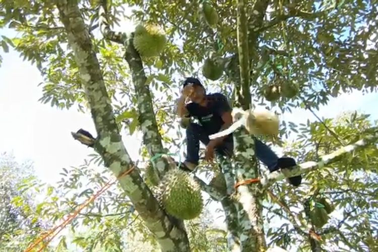 Luhut Mau Digitalisasi Proses Ekspor Durian kayak Batu Bara