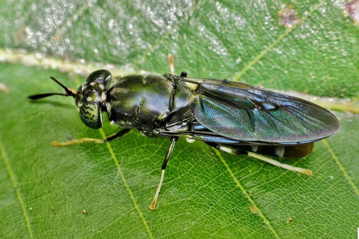 Ilustrasi lalat tentara hitam atau atau black soldier fly (BSF). 