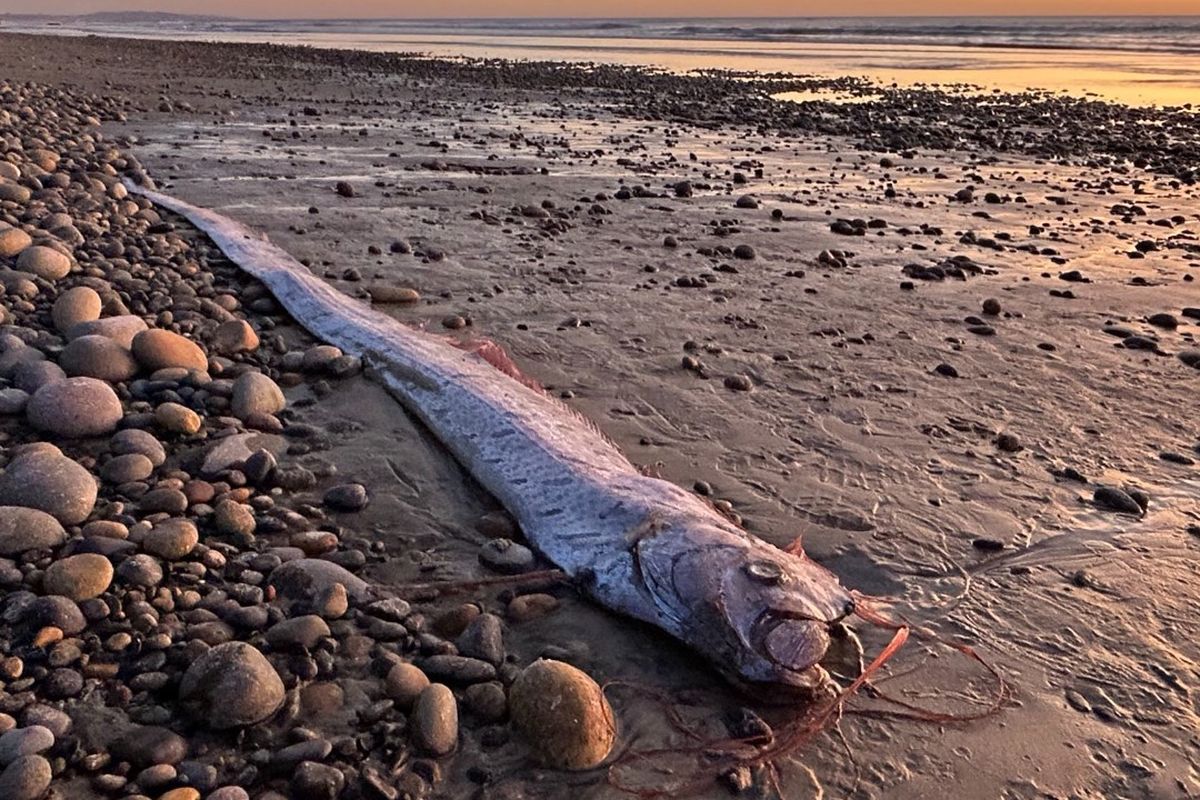 Penampakan oarfish di California, AS.
