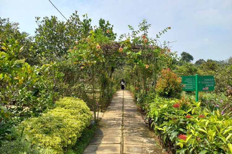 Wisatawan Agro Cepoko sedang berkeliling kebun melihat beragam jenis tanaman, Senin (27/3/2023).