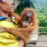 Mengenal Orangutan Tapanuli, Kerabat Dekat Manusia