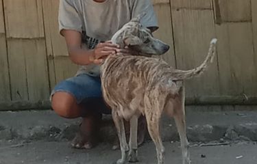 KLB Rabies di Sikka, Kecemasan Warga Lewomada Saat Ratusan Anjing ...