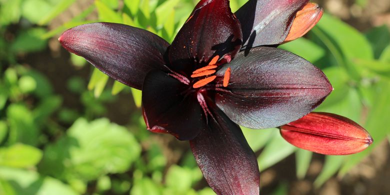 5 Bunga Berwarna Hitam Yang Dapat Mempercantik Halaman Rumah Halaman All Kompas Com
