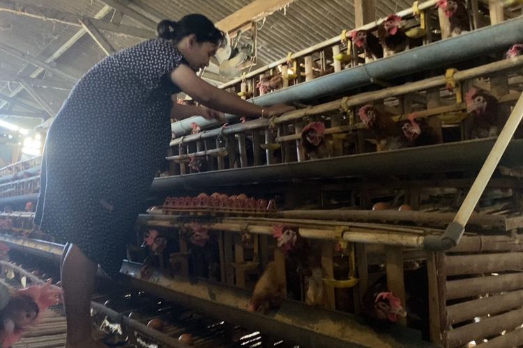 Harga Telur Anjlok, Peternak di Batu Rela Jual Ayam Afkir Murah
