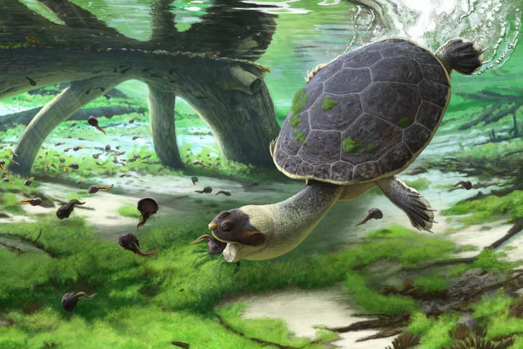 Ilustrasi kura-kura katak bermulut cepat sedang mencari makan dengan menghisap mangsanya. Fosil kura-kura unik berwajah katak ini disebut reptil endemik Madagaskar.