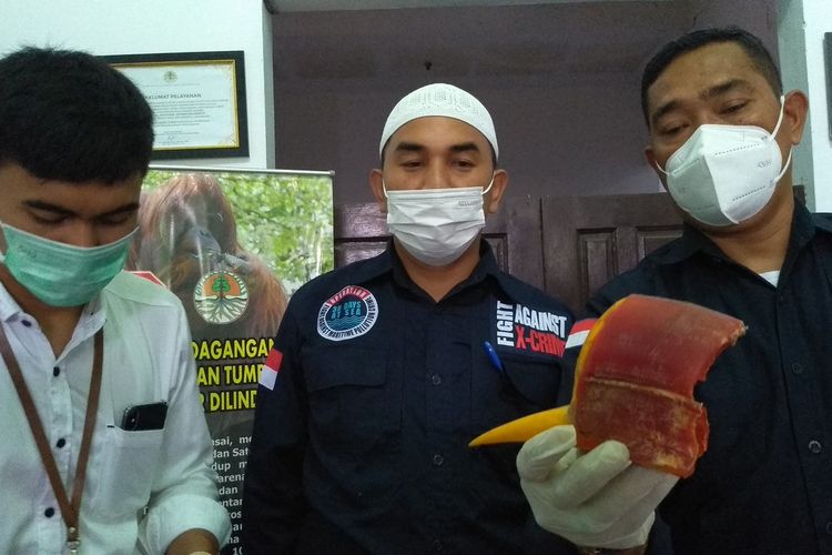 Kepala Seksi Balai Gakkum Wil. Sumatera, Seksi Wilayah I Medan, Haluanto Ginting bersama stafnya menunjukkan barang bukti berupa 1 paruh rangkong gading. Selain itu, petugas juga mengamankan 2,1 kg sisik trenggiling dari dua orang tersangka.