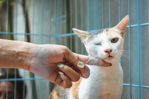 Pemilik Harus Tahu, Ini 9 Ciri-ciri Kucing Sedang Kesakitan