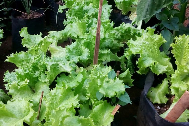 Ilustrasi menanam selada di polybag. 