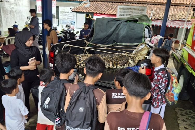 Buaya 3,4 Meter Muncul di Pantai Cihara, Khawatirkan Keselamatan Wisatawan