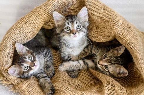 5 Cara Sederhana untuk Mengetahui Jenis Kelamin Anak Kucing
