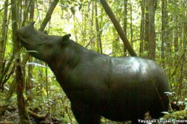 Rudi Putra berusaha menutup perkebunan kepala sawit ilegal di hutan tempat tinggal badak.