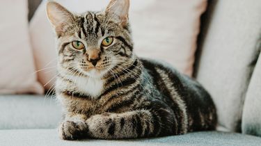 “Catnomics”, Ketika Jepang Raup Miliaran Dollar dari Kucing...