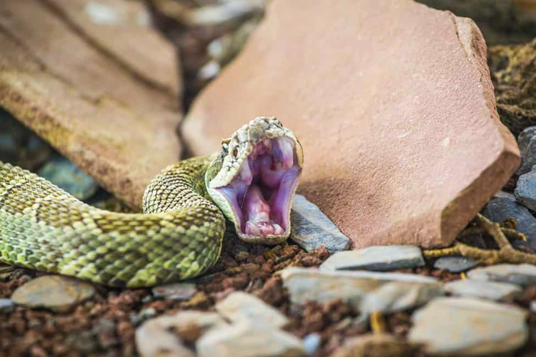 Ilustrasi ular di antara bebatuan.