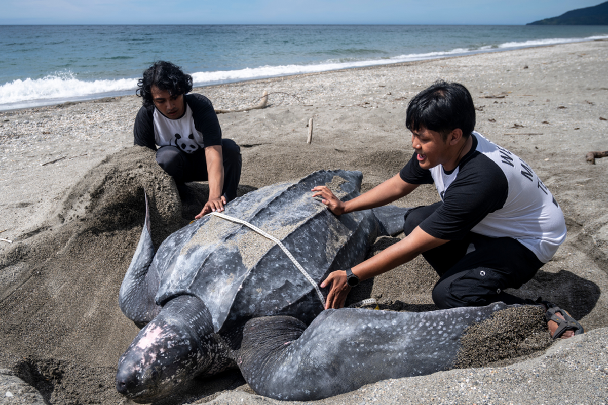 Penyu belimbing di pantai. 