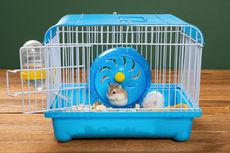 7 Tips Memilih Kandang Hamster yang Tepat