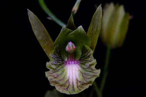 Seri Flora Nusantara: Eulophia Lagaligo, Anggrek Cantik Baru dari Sulawesi