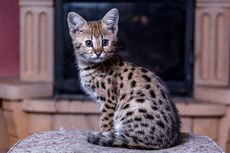7 Fakta Unik Kucing Savannah yang Mirip Macan Tutul