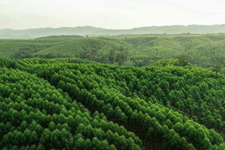 Ilustrasi hutan konservasi.