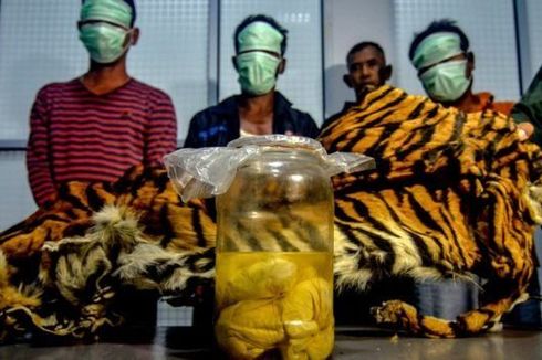 3 Pembunuh Harimau Sumatera di Riau Ditetapkan Jadi Tersangka