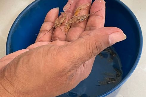 Penyelundupan Baby Lobster Senilai Rp 9 Miliar ke Singapura Digagalkan, Pelaku Kabur Loncat ke Laut 