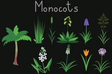 Ciri dan Jenis Tumbuhan Monokotil