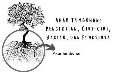 Ilustrasi akar tumbuhan