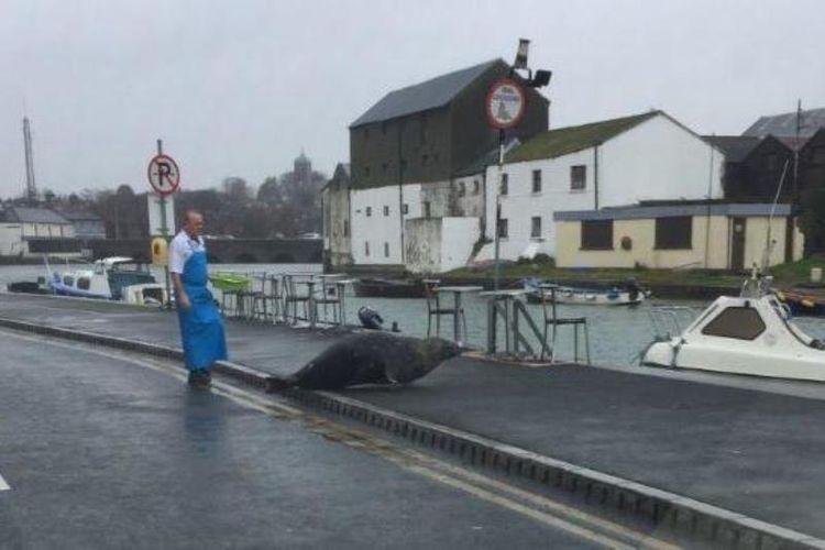 Pemilik toko ikan di Dublin, Alan Hagarty, mengusir dan mengejar anjing laut bernama Sammy. (22/11/2017)