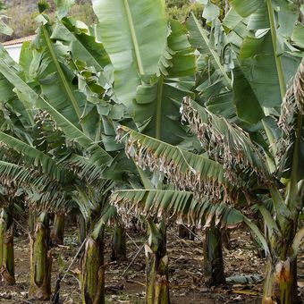 Ilustrasi pohon pisang, daun pisang. 