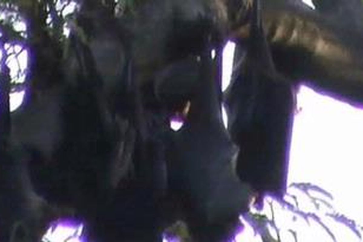 Ribuan kelelawar bergelantungan di janting kota Soppeng Sulawesi Selatan menjadi pemandangan menarik sambil menunggu datangnya berbuka puasa, Rabu, (8/08/2012). 