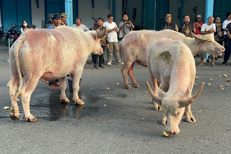 Ada Nyai Pahing dan Suro, Ini 5 Kebo Bule yang Akan Pimpin Kirab 1 Suro Keraton Solo