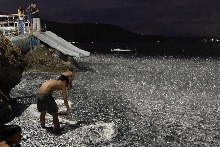 Jutaan ikan sarden yang terdampar di sekitar garis pantai kotamadya Maasim, Pulau Mindanao, Filipina, Minggu (7/1/2024), dua hari sebelum gempa bumi bermagnitudo 6,7 mengguncang.
