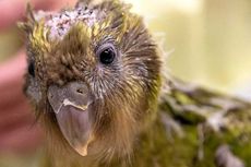 Terancam Punah, Burung Beo Kakapo Jalani Operasi Otak Pertama di Dunia