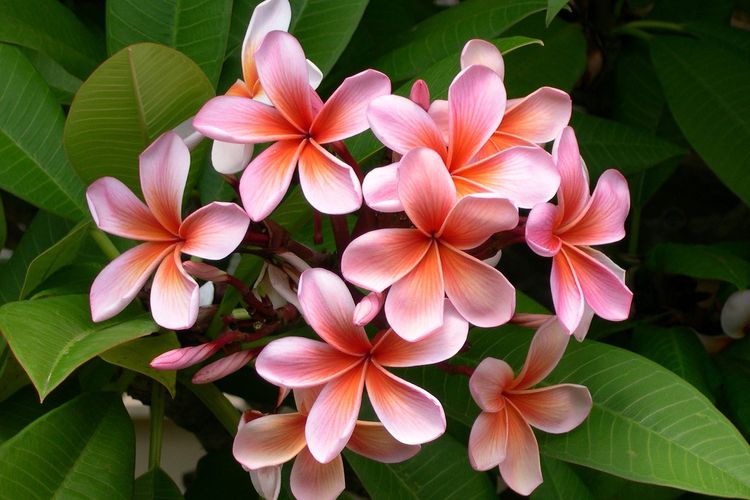 Ilustrasi bunga plumeria atau bunga kamboja.