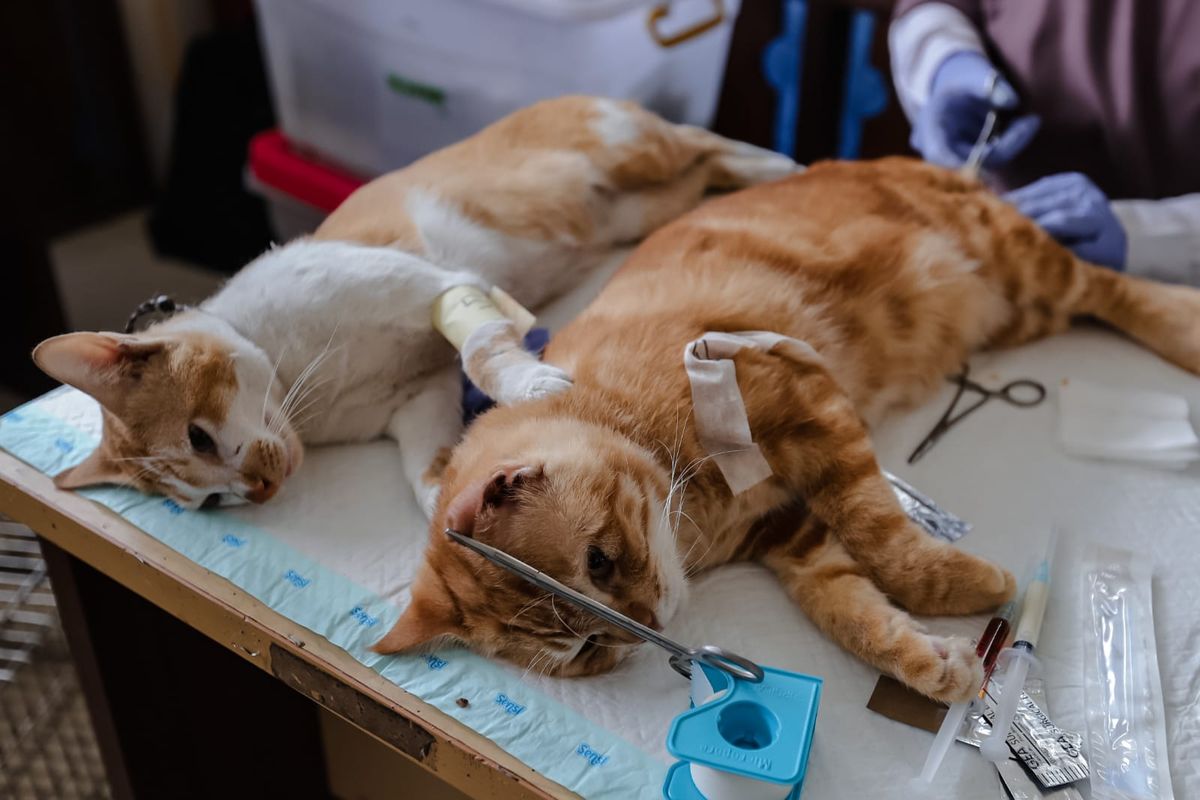 Sebanyak 126 ekor kucing disterilisasi di Kantor Walikota Administrasi Jakarta Utara pada Rabu (31/5/2023).
