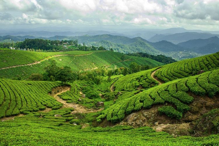 Melihat Perjuangan Buruh Lepas di Perkebunan Lereng Gunung Raung Banyuwangi