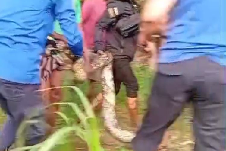 Ular Piton 4 Meter di Situbondo Ditangkap Damkar, Ekor Buntung Bikin Evakuasi Sulit