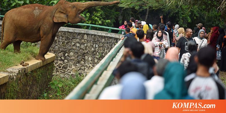 Harga Tiket Masuk ke Ragunan, Ini Rinciannya Halaman all ...